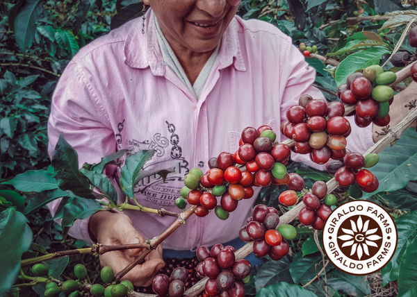 Groundbreakers: Three Remarkable Women Shaping the Coffee Industry ...