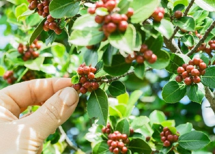 Colombia, Third largest coffee-producing country