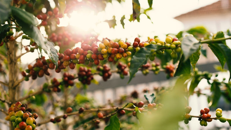 Colombian Arabica coffee plant with ripe red coffee cherries