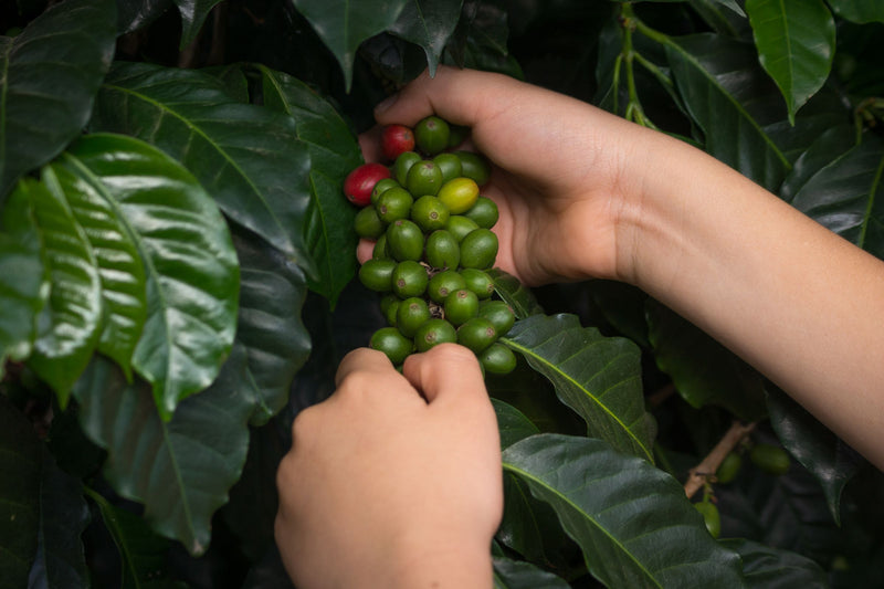 Hands picking coffee cherries from a branch in Colombia