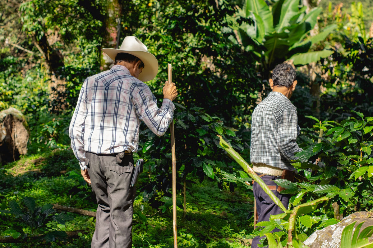 Two farmers walking through coffee plants under tall shade trees