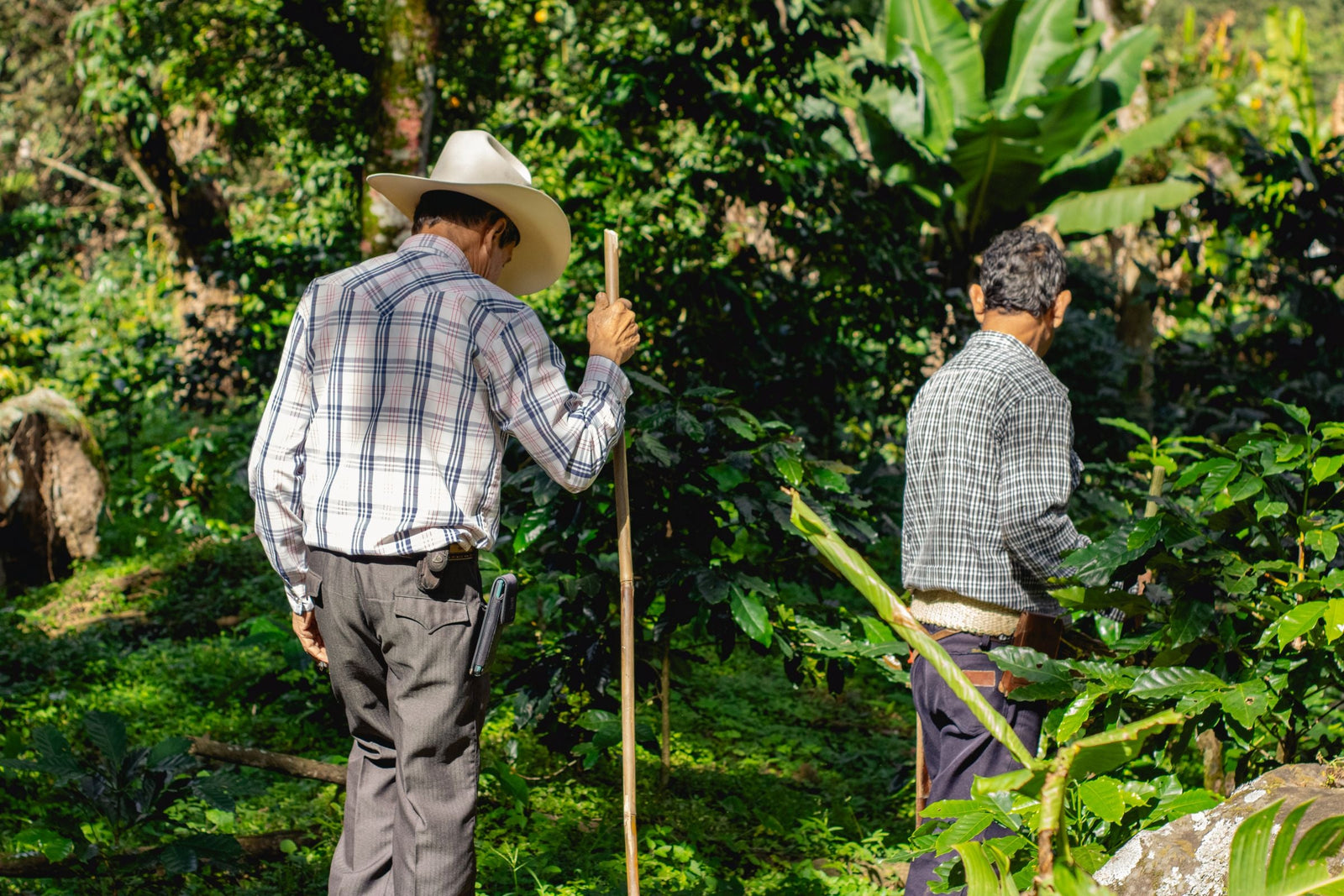Two farmers walking through coffee plants under tall shade trees